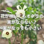 花が咲いてもオクラの実がならない？実がなっても小さい