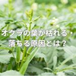 オクラの葉が枯れる・落ちる原因とは？