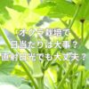 オクラ栽培で日当たりは大事？直射日光でも大丈夫？