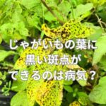 じゃがいもの葉に黒い斑点ができるのは病気？