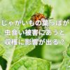 じゃがいもの葉っぱが虫食い被害にあうと収穫に影響が出る？