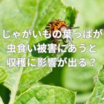 じゃがいもの葉っぱが虫食い被害にあうと収穫に影響が出る？