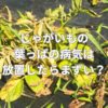 じゃがいもの葉っぱの病気は放置したらまずい？