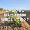 じゃがいもの植え付け時期は地域によって違う？