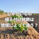 じゃがいもの植え付け時期は地域によって違う？