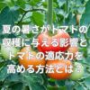 トマト栽培の夏の管理