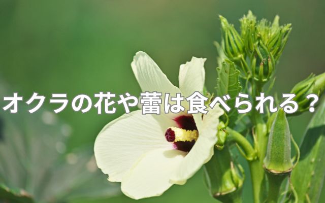 オクラの花や蕾は食べられる?