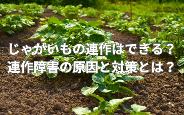 じゃがいもの連作はできる?
