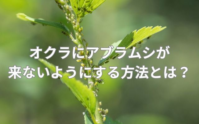 オクラにアブラムシが来ないようにするには？