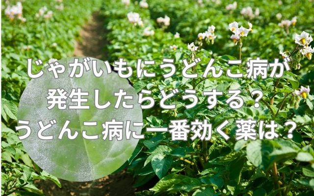 じゃがいもにうどんこ病が発生したらどうする？