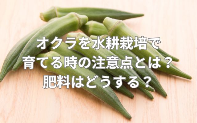 オクラを水耕栽培で育てる時の注意点とは？肥料はどうする？