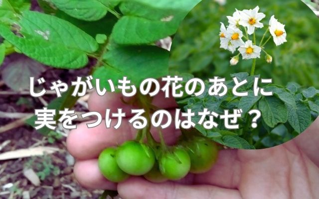 じゃがいもの花のあとに実をつけるのはなぜ?