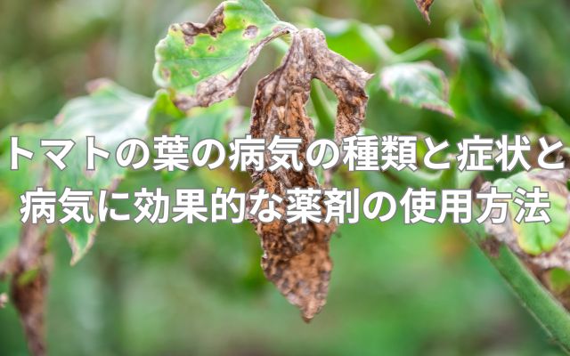 トマトの葉っぱの病気
