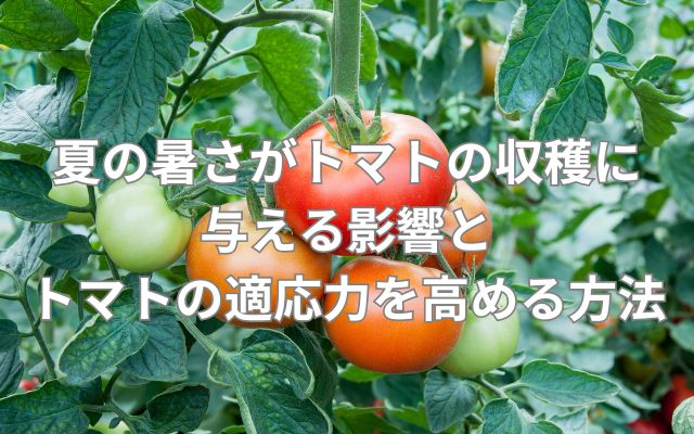 トマト栽培の夏の管理