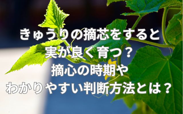 きゅうりの摘芯をすると実が良く育つ？