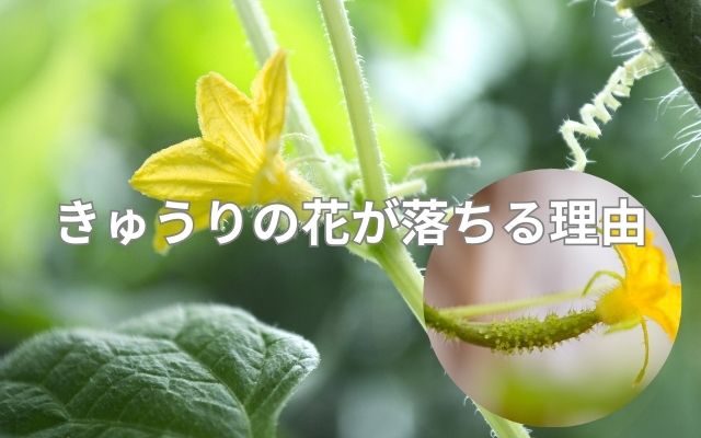 きゅうりの花が落ちる理由とは？