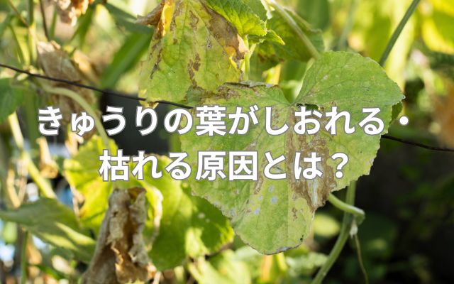 きゅうりの葉がしおれる・枯れる原因