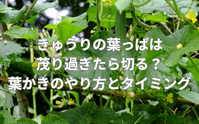 きゅうりの葉かき