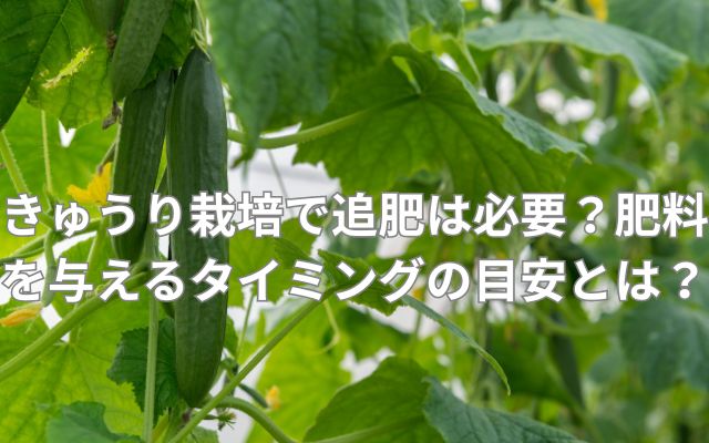 きゅうり栽培で追肥は必要？
