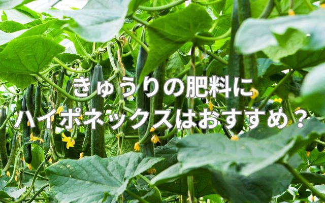 きゅうりの肥料にハイポネックスはおすすめ？