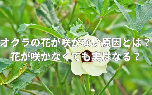 オクラの花が咲かない原因とは？