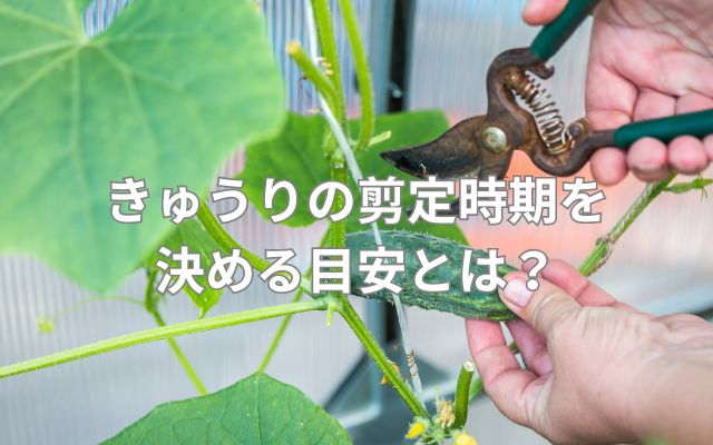 きゅうりの剪定時期を決める目安