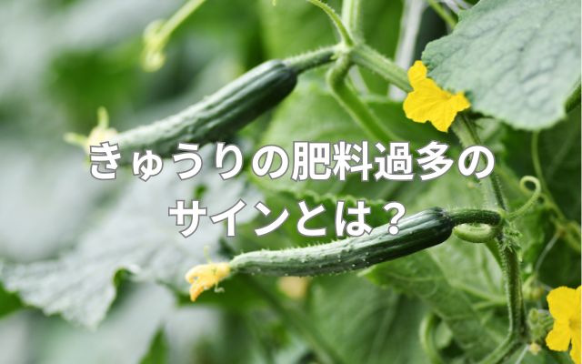 きゅうりの肥料過多のサインとは？