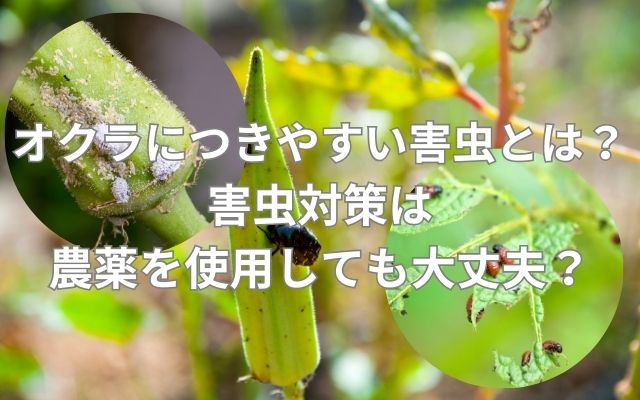オクラにつきやすい害虫とは？