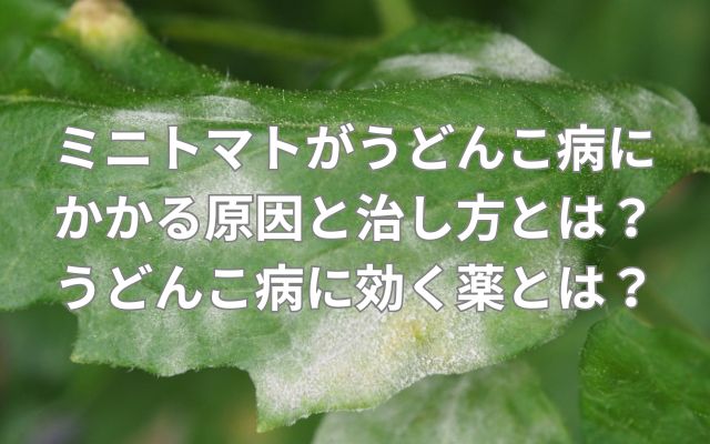 ミニトマトがうどんこ病にかかる原因と治し方とは?