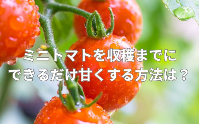 ミニトマトを収穫までにできるだけ甘くする方法
