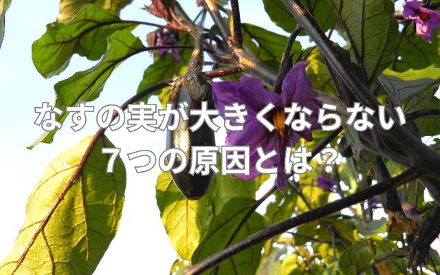 なすの実が大きくならない7つの原因とは?