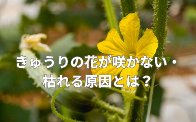 きゅうりの花が咲かない・枯れる原因とは？