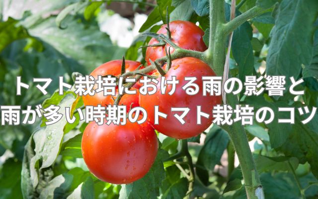 トマトと雨