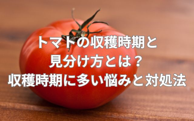 トマトの収穫時期