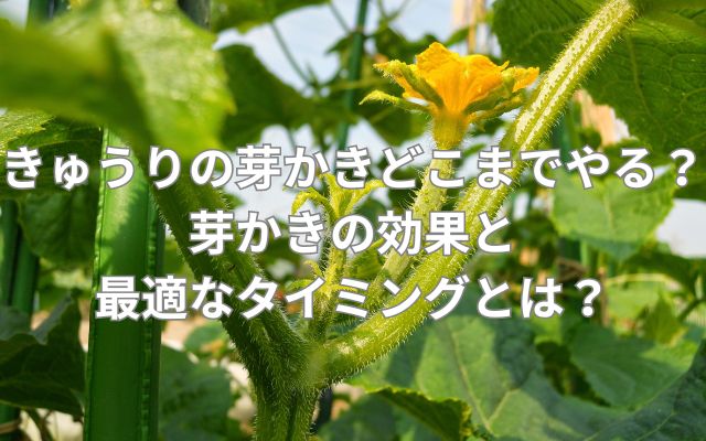 きゅうりの芽かきの効果と最適なタイミング