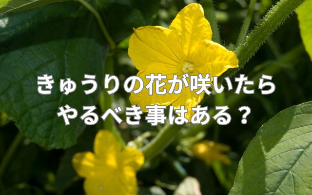 きゅうりの花が咲いたらやるべき事はある？