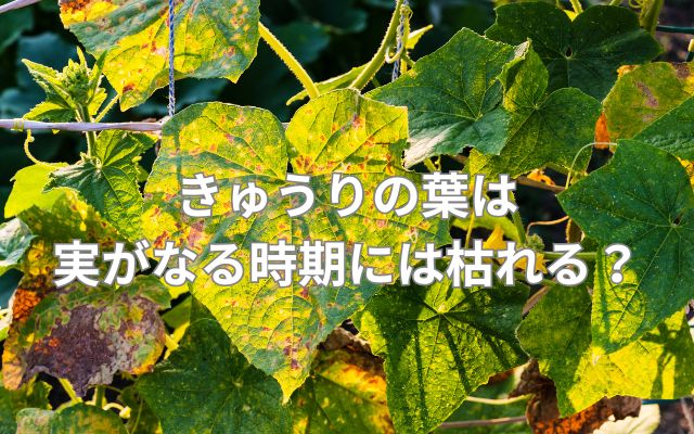 きゅうりの葉は実がなる時期には枯れる？