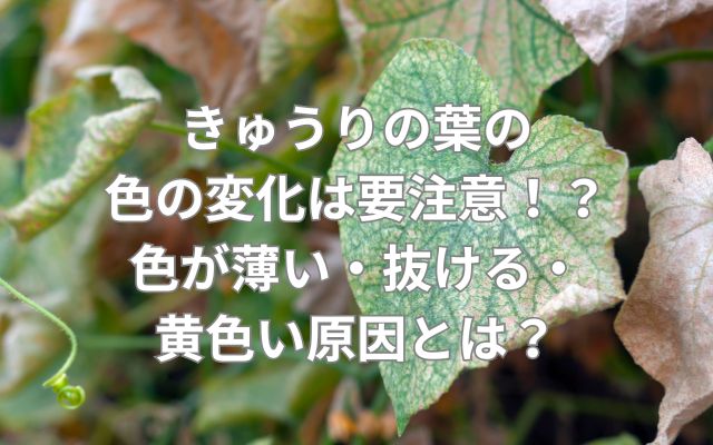 きゅうりの葉の色の変化は要注意