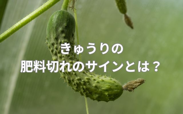 きゅうりの肥料切れのサインとは?