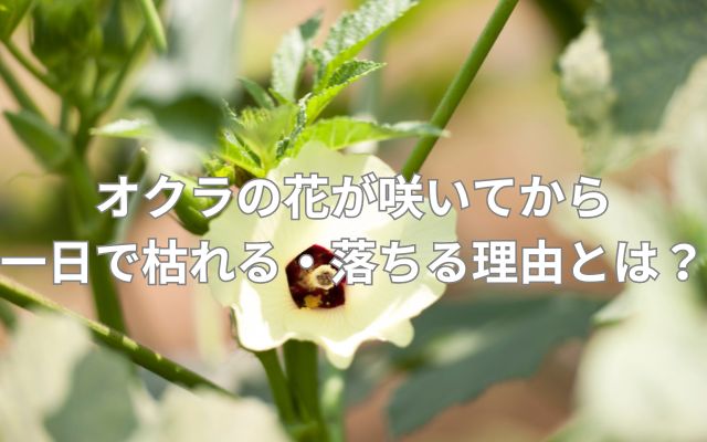 オクラの花が咲いてから一日で枯れる・落ちる理由