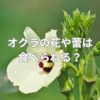 オクラの花や蕾は食べられる？