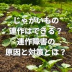 じゃがいもの連作はできる？