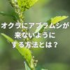 オクラにアブラムシが来ないようにするには？