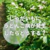 じゃがいもにうどんこ病が発生したらどうする？