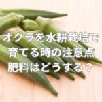オクラを水耕栽培で育てる時の注意点とは？肥料はどうする？