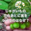 じゃがいもの花のあとに実をつけるのはなぜ？