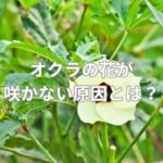 オクラの花が咲かない原因とは？
