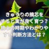 きゅうりの摘芯をすると実が良く育つ？