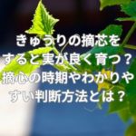 きゅうりの摘芯をすると実が良く育つ？