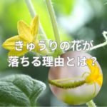 きゅうりの花が落ちる理由とは？